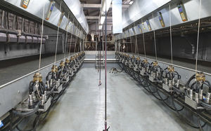 cow milking parlor