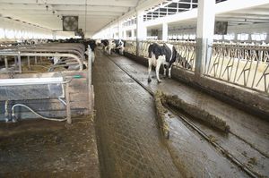 chain manure scraper