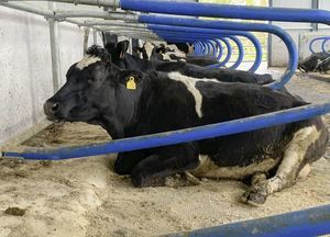 Dairy Barn cow cubicle 1