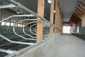 cows feed stall