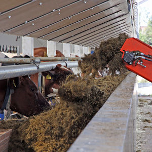 cattle trough