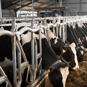 cows headlock