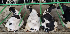 adjustable-width cow cubicle