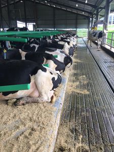 rubber cow mattress