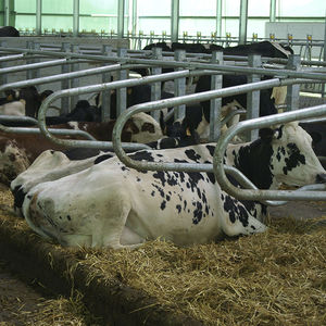 Cow cubicle, Free stall - All the agricultural manufacturers