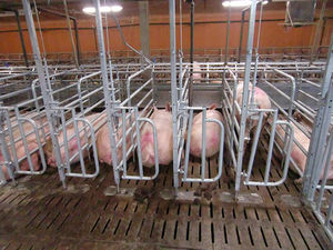 slatted floor gestation stall