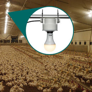 lighting system for livestock buildings