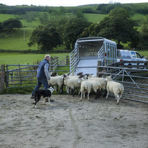 2-axle livestock trailer