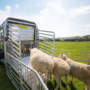 2-axle livestock trailer