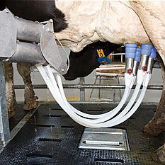 cow milking unit