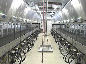 cow milking parlour