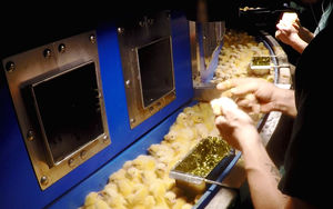 chicks conveyor