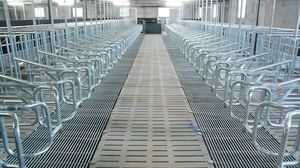 pig feeding equipement