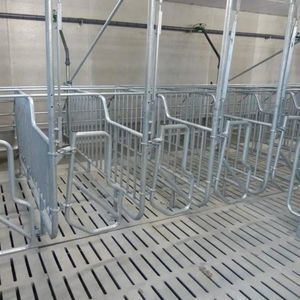pig gestation stall