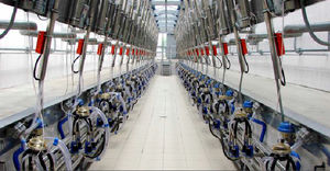 cow milking parlour