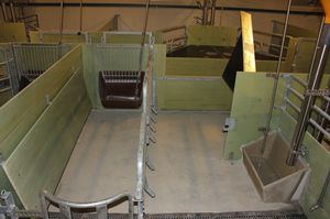 slatted floor farrowing stall