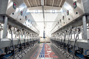 cow milking parlour