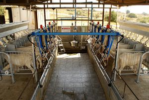 goat milking parlour