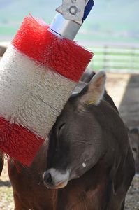 livestock comfort brush