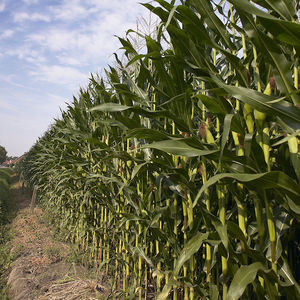 early corn seeds