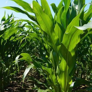 very early corn seeds