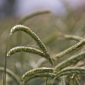 medium early rye which seeds