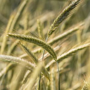 early rye which seeds