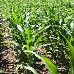 very early corn seeds