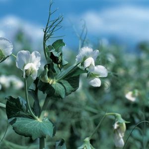 medium early protein pea seed