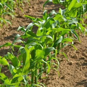 silage corn seeds