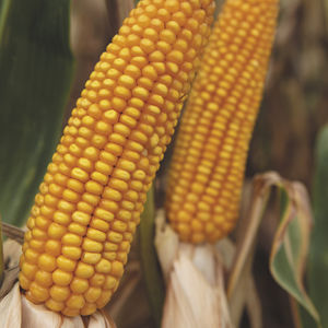 very early corn seeds