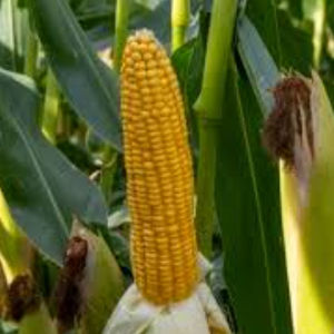 very early corn seed 1