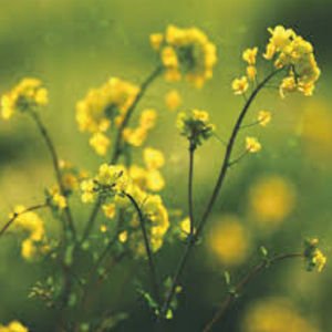 spring rape seed 1