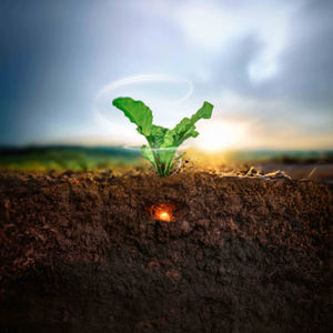 sugar beet seed 1