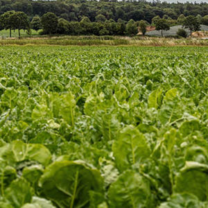 fodder beet seed 1