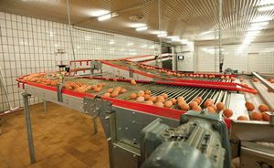 egg conveyor