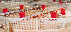 livestock gate
