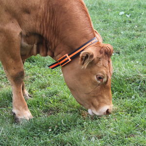 cow heat detector