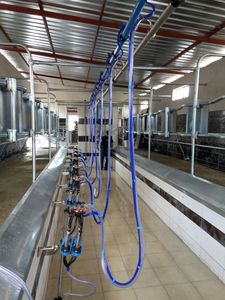 cow milking parlour