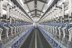 sheep milking parlour