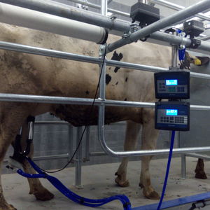 cow milking parlour