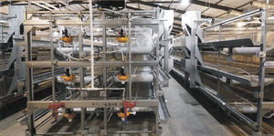 broiler rearing cage with manure removal system