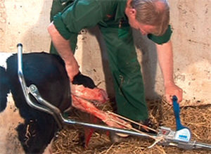 steel calf puller