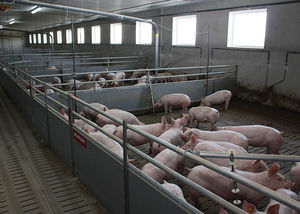 pig finishing pen