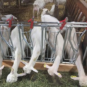 sheep feeding equipement