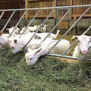 sheep feeding equipement