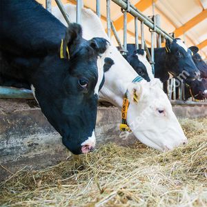 cow monitoring system 1