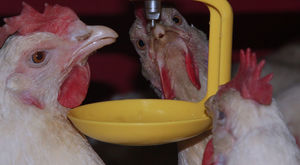 livestock management system