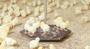 poultry weight scale