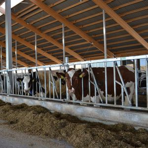 Spinder Dairy Housing Concepts: Livestock Farming - AgriExpo